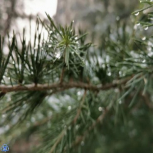 天津迎来2019年冬季第一场雪 快来这里看看！