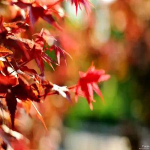 赏红叶正当时，天津景美人少的地方都在这！