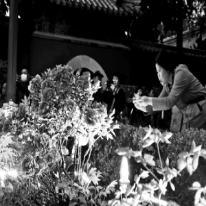 夜赏牡丹 景山公园开启夜游模式