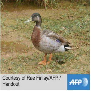 鸭生无憾！最孤独鸭子被咬死 引来多人悼念