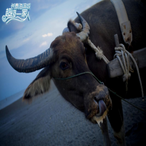 鱼和熊掌不可兼得？看超级一家人如何名利双收守住蛤蜊