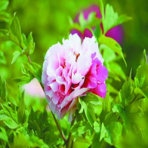 谷雨赏花路线图！京城迎最后一轮赏春花热潮