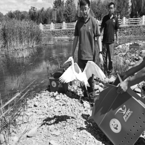 23只野生动物密云放归 提醒:城区内遇到蛇不必惊慌