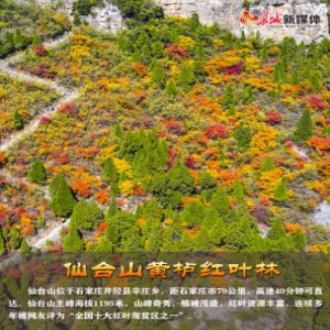 【实景图解】美了美了！河北这四处“中国最美森林”你去过吗？