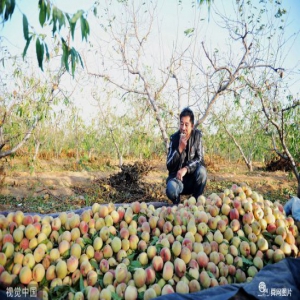 冬桃难卖 青岛果农超万斤迎霜桃堆积桃园