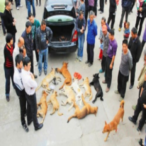 山东三农肉狗养殖场：推动肉狗养殖规范化与科学化