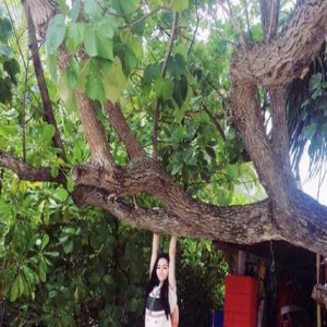 迪丽热巴晒度假照片 任性“上树”大长腿白到晃眼