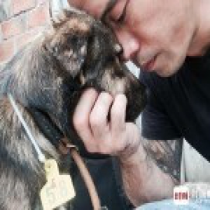 美国华裔玉林救狗英雄遭质疑：他救的狗死了大半