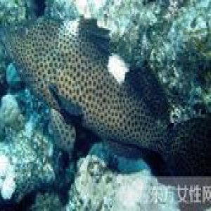 石斑鱼的营养价值有哪些？揭秘石斑鱼的功效与作用