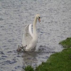 母天鹅一家被猎杀 受伤的它看着死去的孩子不停流泪