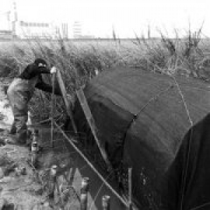 民众放出引鸭来诱捕野鸭：运气好一网能抓五六只