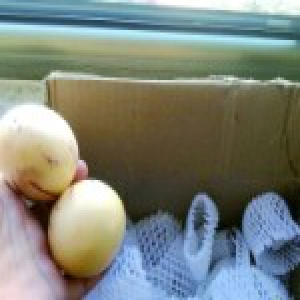 一箱人参果只剩两个 快递员承认偷吃并赔偿