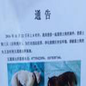 广西男子追赶偷狗贼致其死亡被抓 村民联名求情