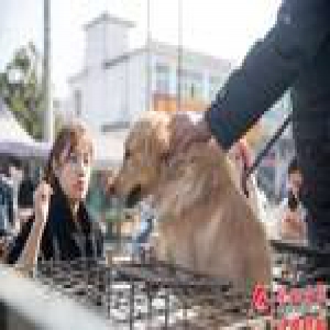 合肥大爷街头杀狗卖肉 市民众筹救狗