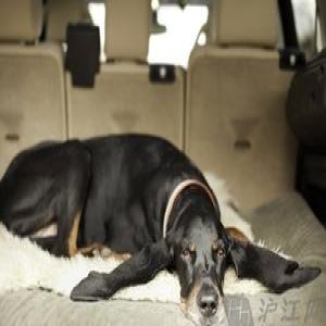 双语：耳朵最长的狗 会被自己的耳朵绊倒