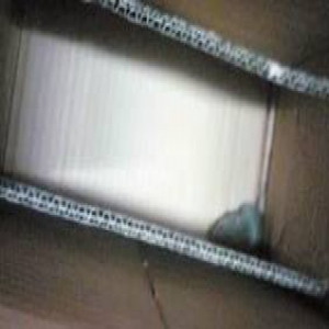 惊呆！女大学生收到快递 包裹里现活老鼠(图)