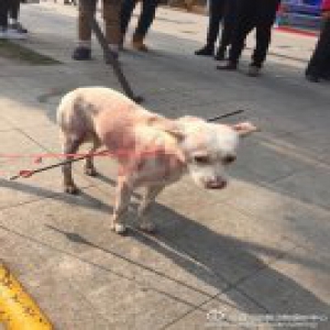 成都街头一小狗身体被箭射穿 动保人士称或系偷狗者所为