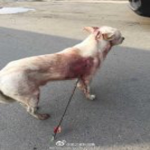 一箭穿身！成都闹市疑有偷狗者用弓箭射狗