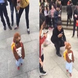 外媒看中国：萌狗cos小学生直立行走 厉害了