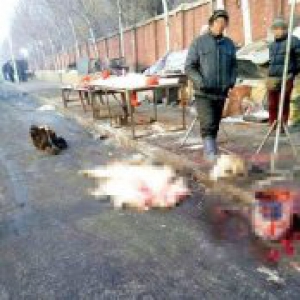 摊贩人行道上杀活羊 血冻成冰难清理环卫工为难