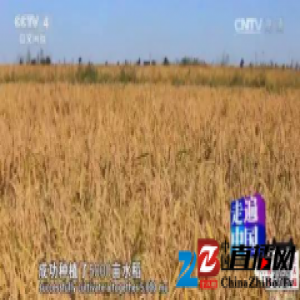 【康耐登带你认识沙米】沙米开启有机弱碱大米新时代