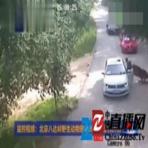 北京老虎伤人事件家属申请提级审理 暂未获回应