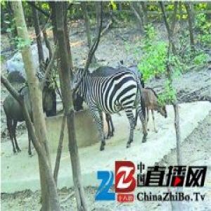 上海动物园尝试混养动物 斑马和角马做室友(图)