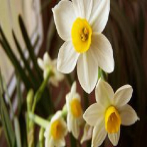 老太偷邻居洋水仙包饺子给孙子吃 中毒后上门求赔偿