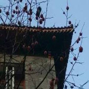 师大 ┊ 差距! 别人学校网红不是狗就是猫，我们陕师大是松鼠