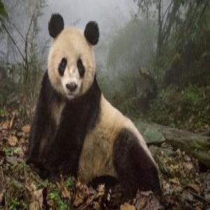 尴尬了：旅美大熊猫回国后听不懂中文(双语)