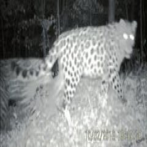 吉林珲春首次拍摄到东北豹家族影像(图)