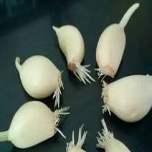 它发了芽，竟然是“抗癌冠军”，扔了的都是浪费！