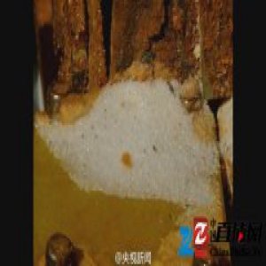 广东警方捣毁制售假盐窝点 制售100多吨假盐