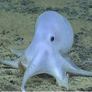 因为智能机所需金属 许多稀有深海生物将死去