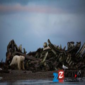 北极熊进入小镇，成了气候问题产生的“难民”