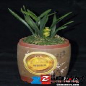 逾2万盆翁源兰花亮相广州 评出“花魁”