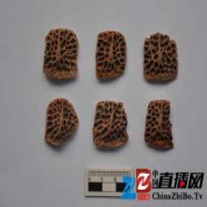 陕西考古新发现：远古时期或有野生鳄鱼出没