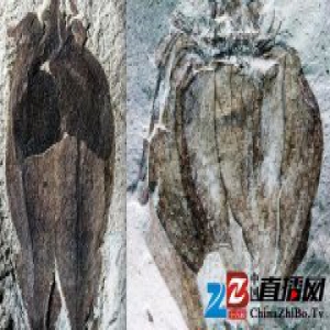 阿根廷发现了两块灯笼西红柿化石，它们有 5200 万岁了