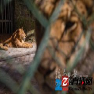 海南成功繁育2只狮虎狮兽 打破不能生育说法