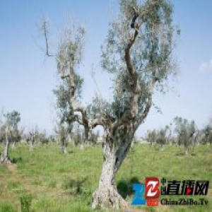 欧洲的恶劣天气，马上就要让橄榄油成为奢侈品了