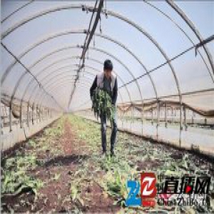 云南嵩明蔬菜滞销3分钱1斤 菜农无奈砍掉丢弃