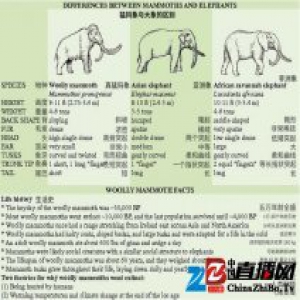 利用冰封数千年的猛犸象遗体，哈佛科学家想在两年内让它们“复活”