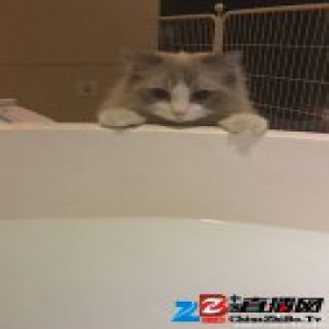 能俘获喵星人的除了高颜值 还有BARRIER博怡的专“芯”