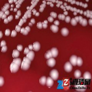 世卫组织表示，致命耐药的“超级细菌”对人类构成巨大威胁