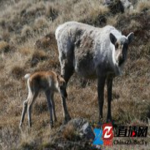 受到全球变暖的影响，北极植物大约提早了一个月开花