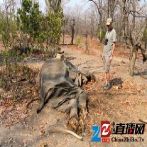 无人机被用来守护非洲的野生动物，不过遇到了点儿麻烦