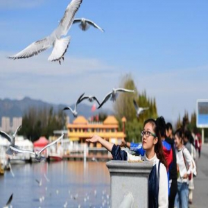 红嘴鸥连续34年飞临云南昆明越冬