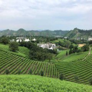 这片神奇的“致富叶” 让他们的生活发生翻天覆地的变化