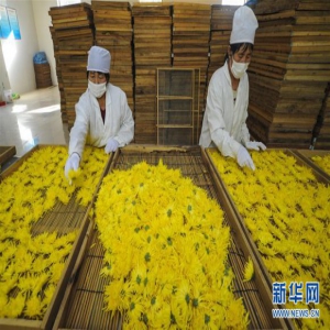 河北永清：金丝皇菊飘香扶贫路