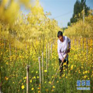 河北内丘：美丽乡村建设助推乡村振兴